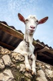 Goat stock photo Goat stock photo