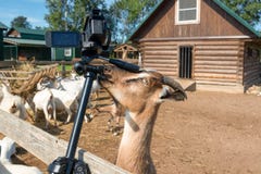 Goat Videographer At Work Royalty Free Stock Photography