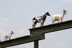 Goats Royalty Free Stock Photo
