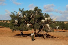 Goats on the argan tree in Morocco. royalty free stock photography Goats on the argan tree in Morocco. royalty free stock photography