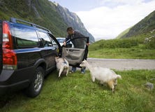 Goats of Norway and car.