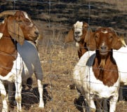 Goats Watching At Fence Royalty Free Stock Image