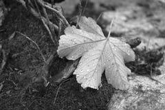 Gocce di pioggia fotografie stock libere da diritti Gocce di pioggia fotografie stock libere da diritti