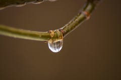 Goccia di acqua su un piccolo ramo fotografie stock libere da diritti Goccia di acqua su un piccolo ramo fotografie stock libere da diritti
