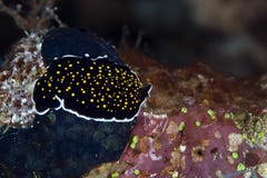 Gold-dotted Flatworm In The Red Sea. Stock Images