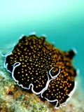 Gold punktierter Flatworm stockfotografie Gold punktierter Flatworm stockfotografie