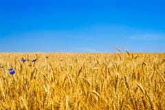 Gold Wheat Field or Ukraine flag