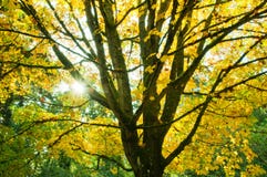 Golden Autumn Maple Tree and Sunburst royalty free stock photo Golden Autumn Maple Tree and Sunburst royalty free stock photo