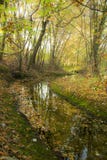 Golden autumn trees and a small river. Autumn landscape. royalty free stock image Golden autumn trees and a small river. Autumn landscape. royalty free stock image