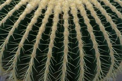 Golden ball cactus, Echinocactus grusonii, close up detail stock photo Golden ball cactus, Echinocactus grusonii, close up detail stock photo