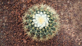 Golden barrel cactus or Echinocactus grusonii in the botanic garden. Close up of a round green cactaceae with spikes. Echinocactu stock photos Golden barrel cactus or Echinocactus grusonii in the botanic garden. Close up of a round green cactaceae with spikes. Echinocactu stock photos