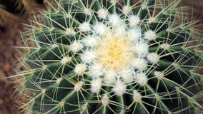 Golden barrel cactus or Echinocactus grusonii in the botanic garden. Close up of a round green cactaceae with spikes. Echinocactu royalty free stock photos Golden barrel cactus or Echinocactus grusonii in the botanic garden. Close up of a round green cactaceae with spikes. Echinocactu royalty free stock photos