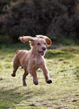Golden Cocker Spaniel Puppy stock photos Golden Cocker Spaniel Puppy stock photos
