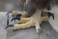 Golden eagle talons