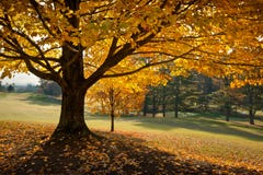 Golden Fall Foliage Autumn Yellow Maple Tree