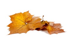 Golden fall leaves on a white background