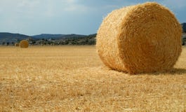 Golden field with straw bales. Catalonia royalty free stock photo Golden field with straw bales. Catalonia royalty free stock photo