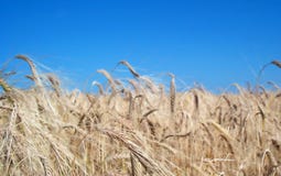 Golden Fields Stock Image Golden Fields Stock Image