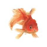 Golden fish Hand drawn sketch and watercolor illustrations. Watercolor painting Golden fish. Golden fish Illustration isolated on vector illustration Golden fish Hand drawn sketch and watercolor illustrations. Watercolor painting Golden fish. Golden fish Illustration isolated on vector illustration