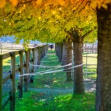 Golden and green trees at fall royalty free stock images Golden and green trees at fall royalty free stock images