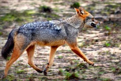 Golden Jackal ,live on flocks ..hunting there is a sharp bite ,eating delicious royalty free stock photography Golden Jackal ,live on flocks ..hunting there is a sharp bite ,eating delicious royalty free stock photography