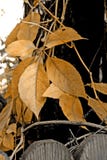 Golden Leaf Stock Images