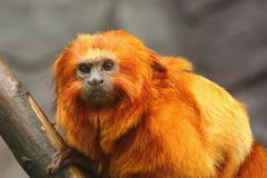 Golden Lion Tamarin Monkey Stock Images Golden Lion Tamarin Monkey Stock Images