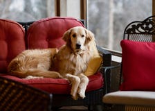 Golden retriever auf rotem Sofa Stockbilder Golden retriever auf rotem Sofa Stockbilder