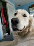 Golden retriever dentro de acostarse foto de archivo Golden retriever dentro de acostarse foto de archivo