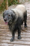Golden Retriever Dog Has Been In The Mud Stock Photography