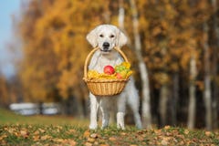 golden retriever dog holding a basket outdoors in autumn stock images golden retriever dog holding a basket outdoors in autumn stock images