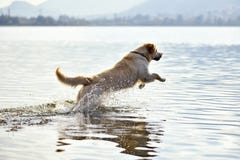 Golden retriever dog running in water royalty free stock image Golden retriever dog running in water royalty free stock image