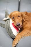 Golden retriever dog smiling and a shark doll in his arms. stock photo Golden retriever dog smiling and a shark doll in his arms. stock photo