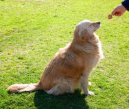 Golden retriever dog waiting for treat stock photo Golden retriever dog waiting for treat stock photo