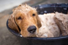 Golden retriever erhält ein Bad Stockfotos Golden retriever erhält ein Bad Stockfotos