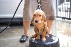 Golden retriever erhält ein Bad Lizenzfreies Stockbild Golden retriever erhält ein Bad Lizenzfreies Stockbild