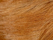 Golden retriever fur macro texture stock image Golden retriever fur macro texture stock image