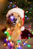Golden retriever-Hund eingewickelt in den bunten Weihnachtslichtern lizenzfreies stockfoto Golden retriever-Hund eingewickelt in den bunten Weihnachtslichtern lizenzfreies stockfoto