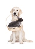 Golden retriever jest prześladowanym trzymać królika w koszu zdjęcie stock Golden retriever jest prześladowanym trzymać królika w koszu zdjęcie stock