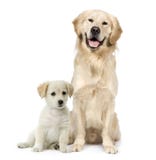Golden Retriever and a Labrador puppy sitting
