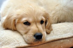 Golden Retriever Lying Puppy Royalty Free Stock Photography Golden Retriever Lying Puppy Royalty Free Stock Photography