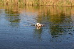 Golden retriever nageant dans le lac Chasse de chien dans l'étang Le chien est s'exerçant et s'exerçant dans le réservoir photographie stock Golden retriever nageant dans le lac Chasse de chien dans l'étang Le chien est s'exerçant et s'exerçant dans le réservoir photographie stock