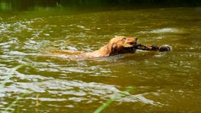 Golden retriever - o cão nada na lagoa O cão está jogando com ramo e aprecia a água fria vídeos de arquivo Golden retriever - o cão nada na lagoa O cão está jogando com ramo e aprecia a água fria vídeos de arquivo