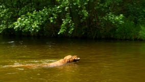Golden retriever - o cão nada na lagoa O cão está jogando com ramo e aprecia a água fria vídeos de arquivo Golden retriever - o cão nada na lagoa O cão está jogando com ramo e aprecia a água fria vídeos de arquivo