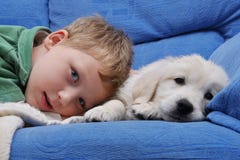 Golden Retriever Puppy With Boy Stock Image