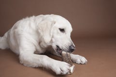 Golden retriever que come el hueso fotografía de archivo libre de regalías Golden retriever que come el hueso fotografía de archivo libre de regalías