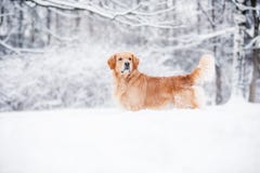 Golden retriever standing in the snow in winter stock image Golden retriever standing in the snow in winter stock image