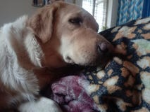 golden retrievera fotografia royalty free golden retrievera fotografia royalty free