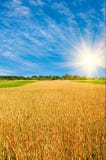Golden Ripe Wheat And Sun,blue Sky With Clouds. Royalty Free Stock Images