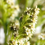 Golden rod branch square Royalty Free Stock Images Golden rod branch square Royalty Free Stock Images